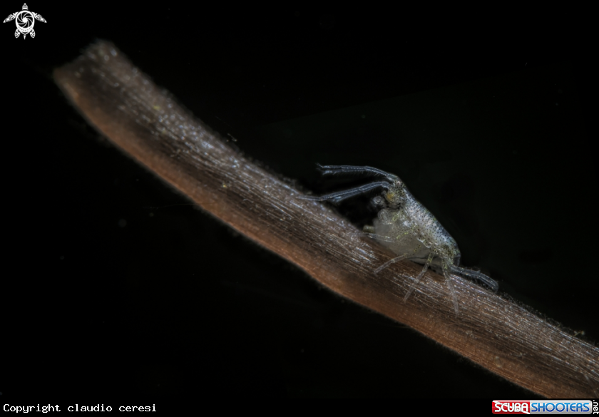 A amphipodes 