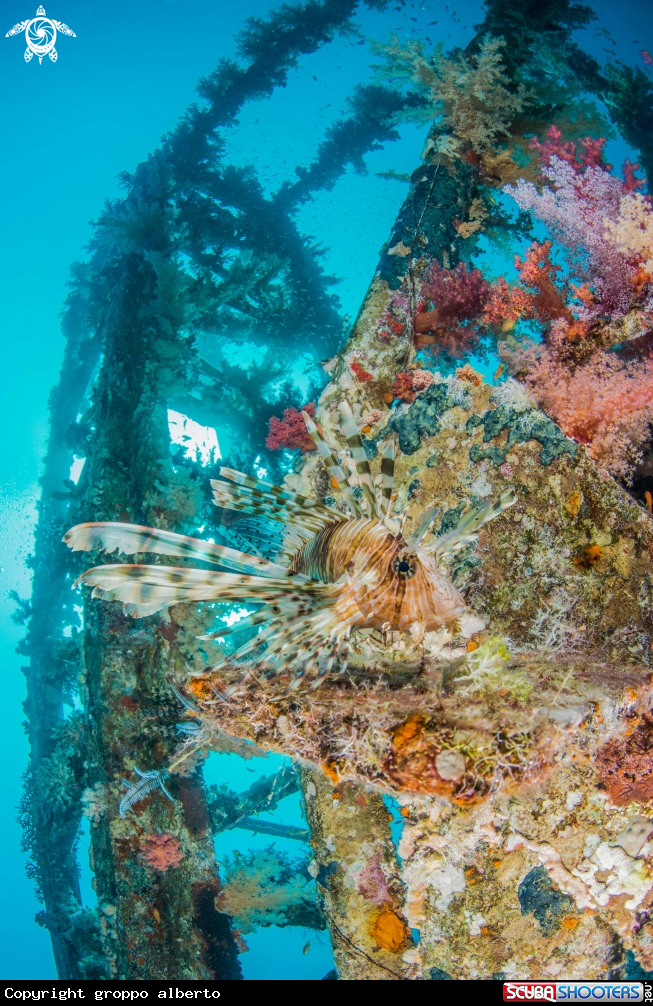 A scorpion fish