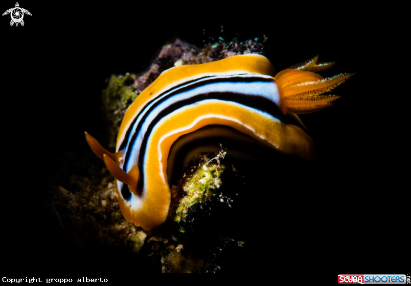 A nudibranco