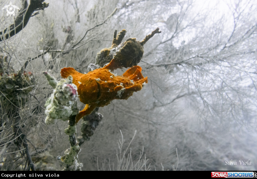 A Giant Frogfish