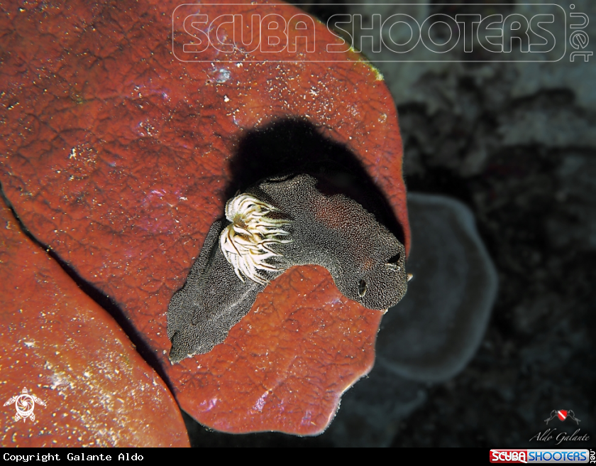 A Nudibranch