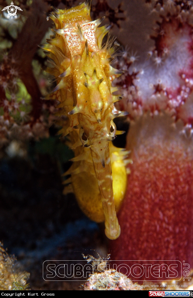 A Spiny Seahorse