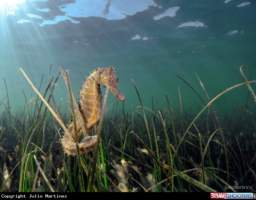 A Hippocampus hippocampus.