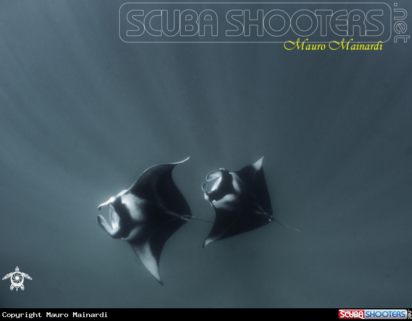 A Manta