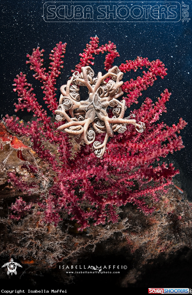 A Basket star