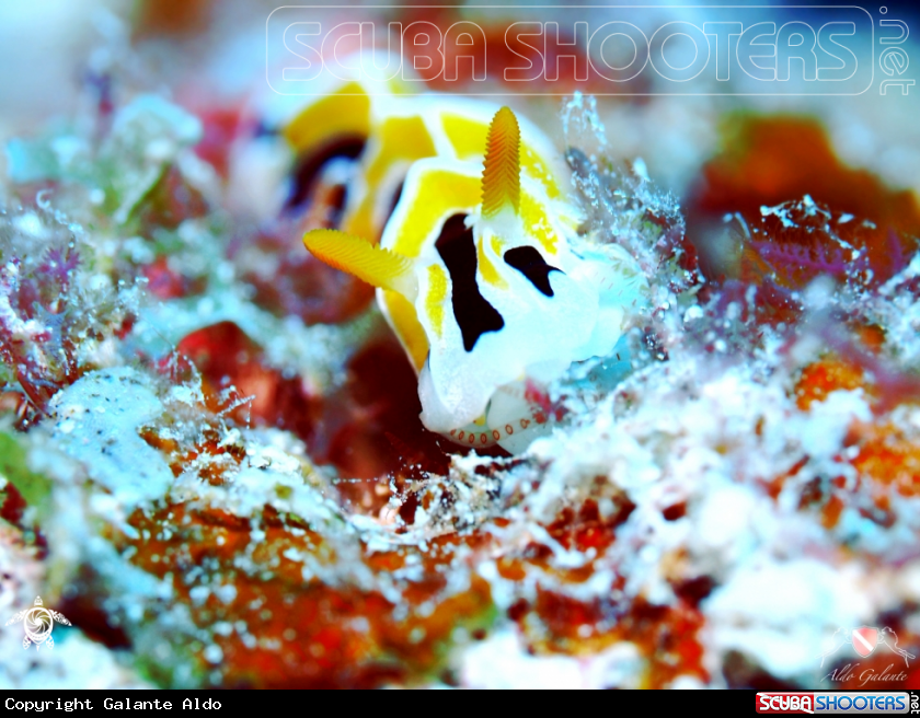 A Nudibranch