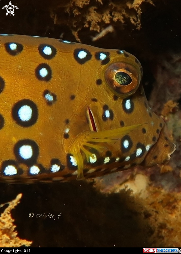 A Yellow boxfish
