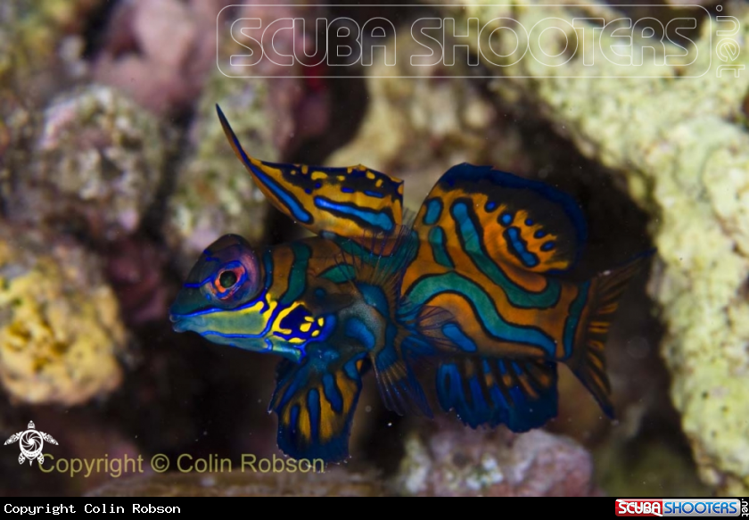 A Mandarin Fish