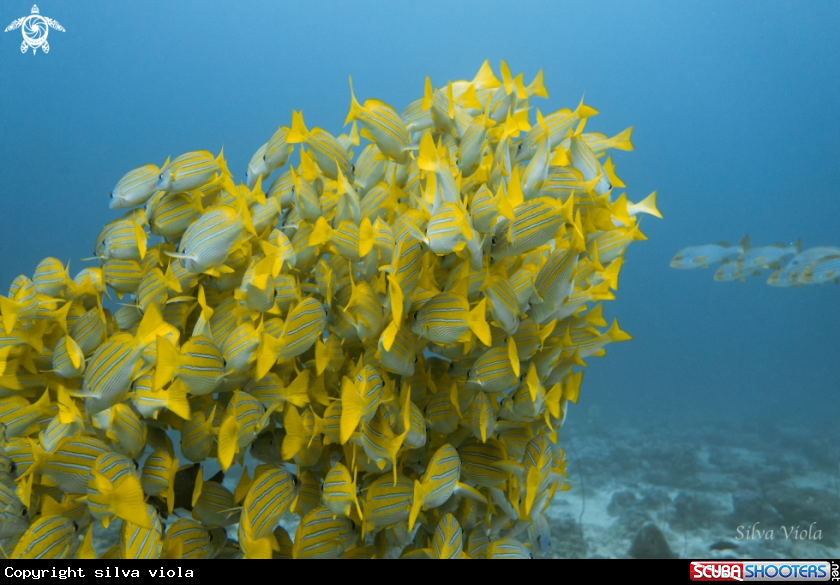 A Bluestripe Snapper