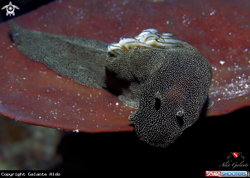 A Nudibranch