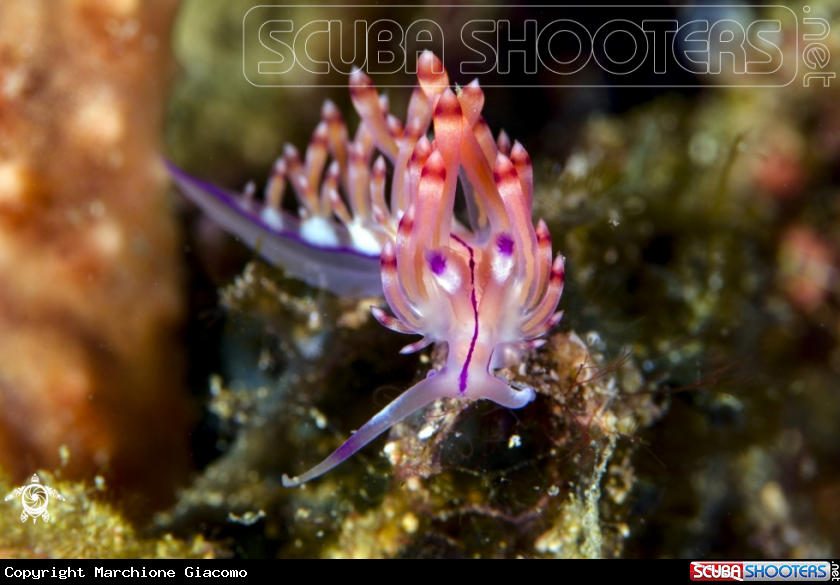 A Flabellina