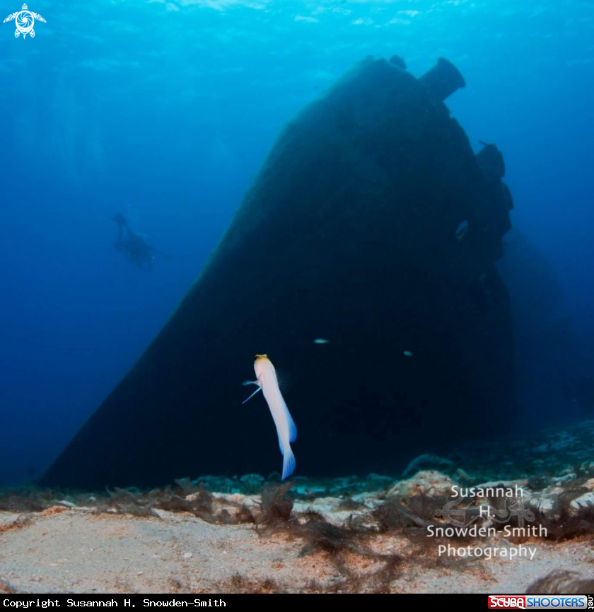 A Yellow headed jawfish