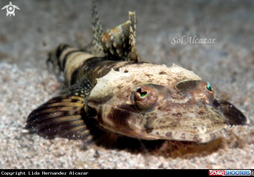 A underwater creature