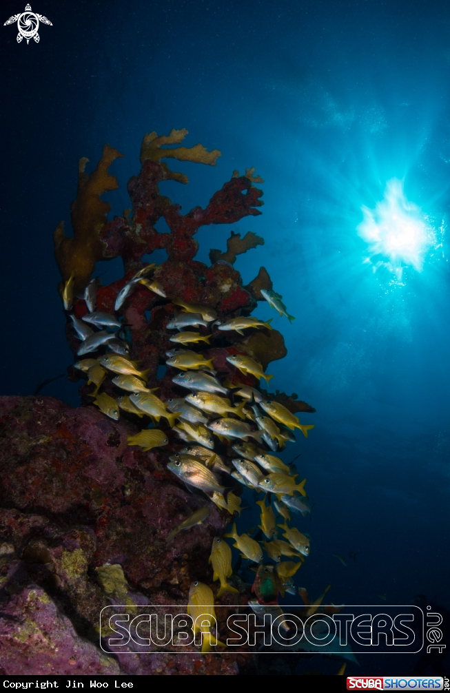 A Elkhorn Coral