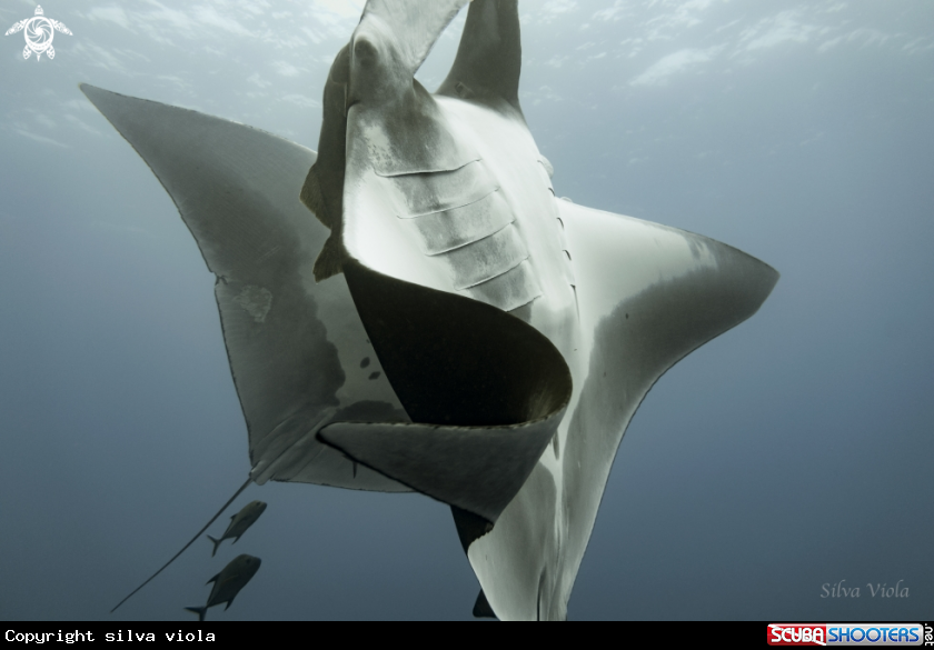 A Giant Oceanic Manta
