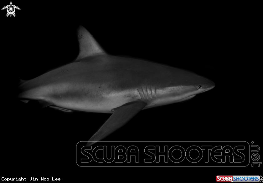 A Caribbean Reef Shark