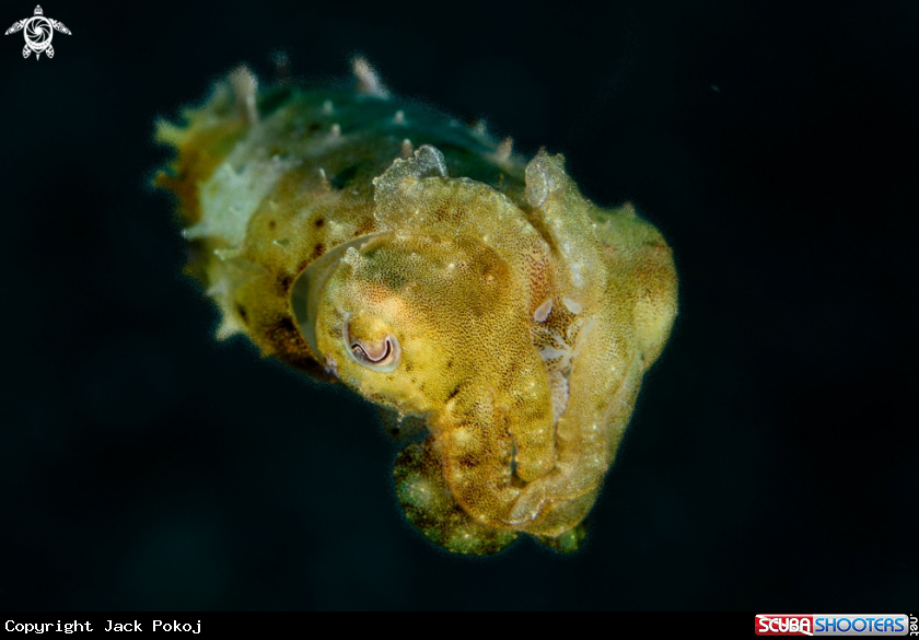 A Cuttlefish