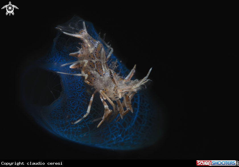 A spiny tiger shrimp