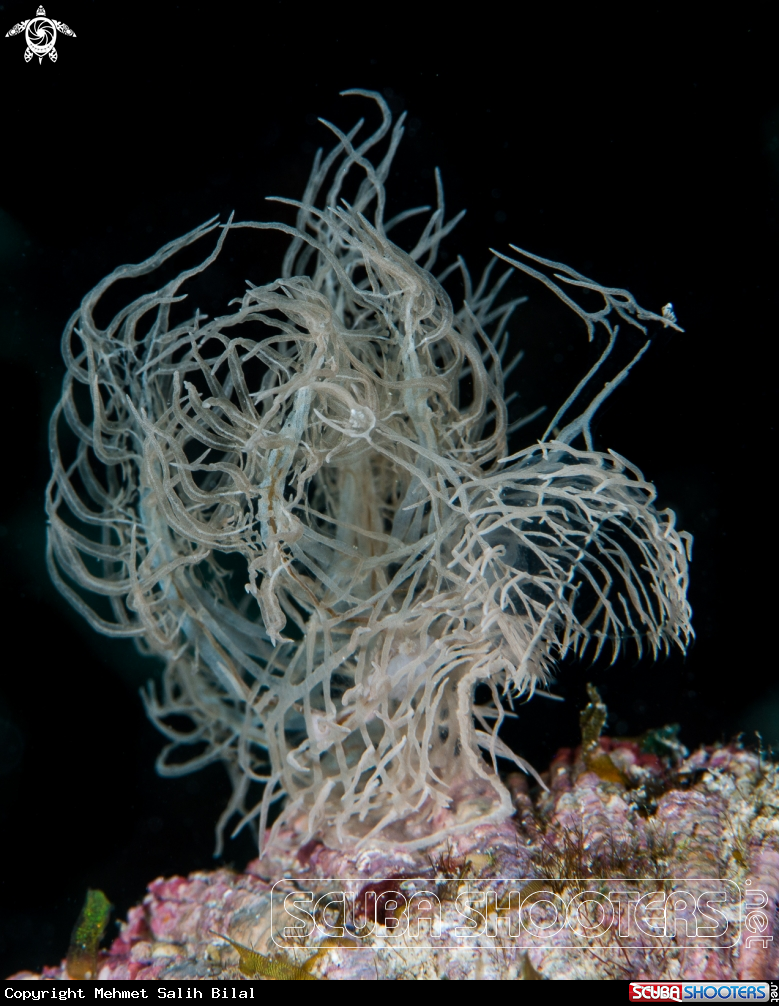 A Melibe Colemani