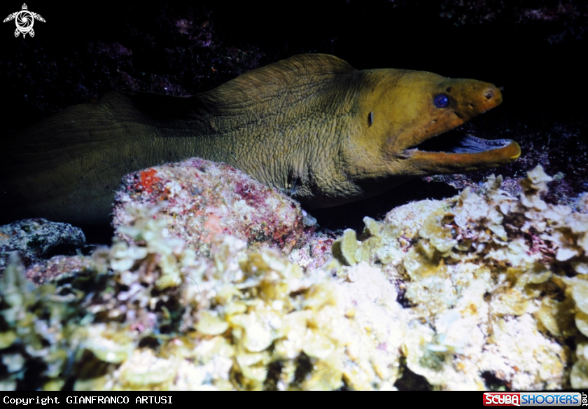 A underwater creature