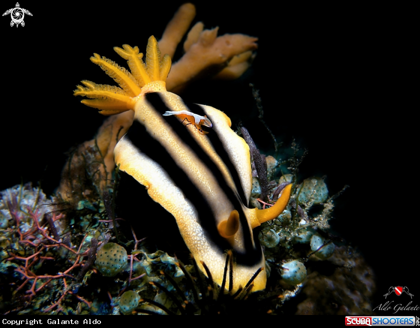 A Chromodoris Nudibranch