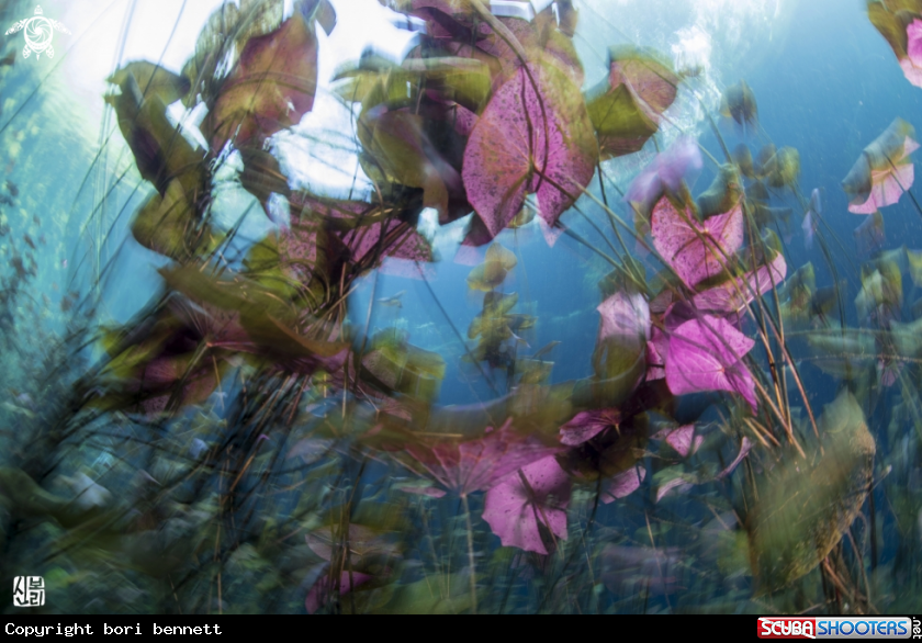 A WaterLily 