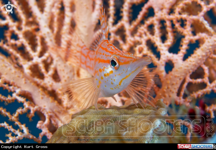 A Long noise hawk fish