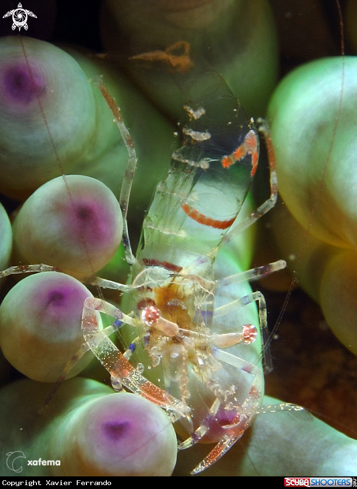 A underwater creature