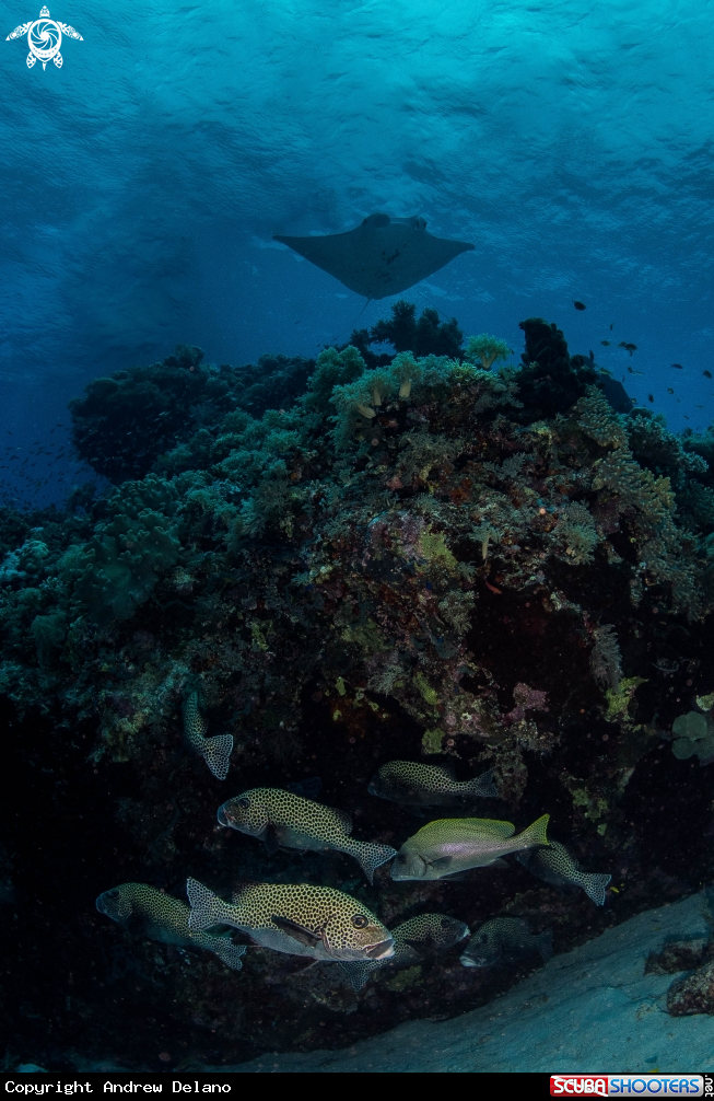 A Manta Ray, Sweetlips