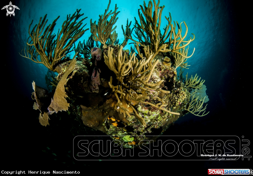 A coral