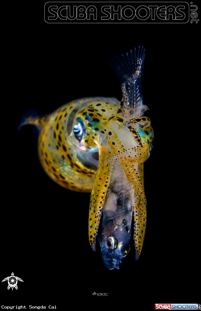 A Squid 