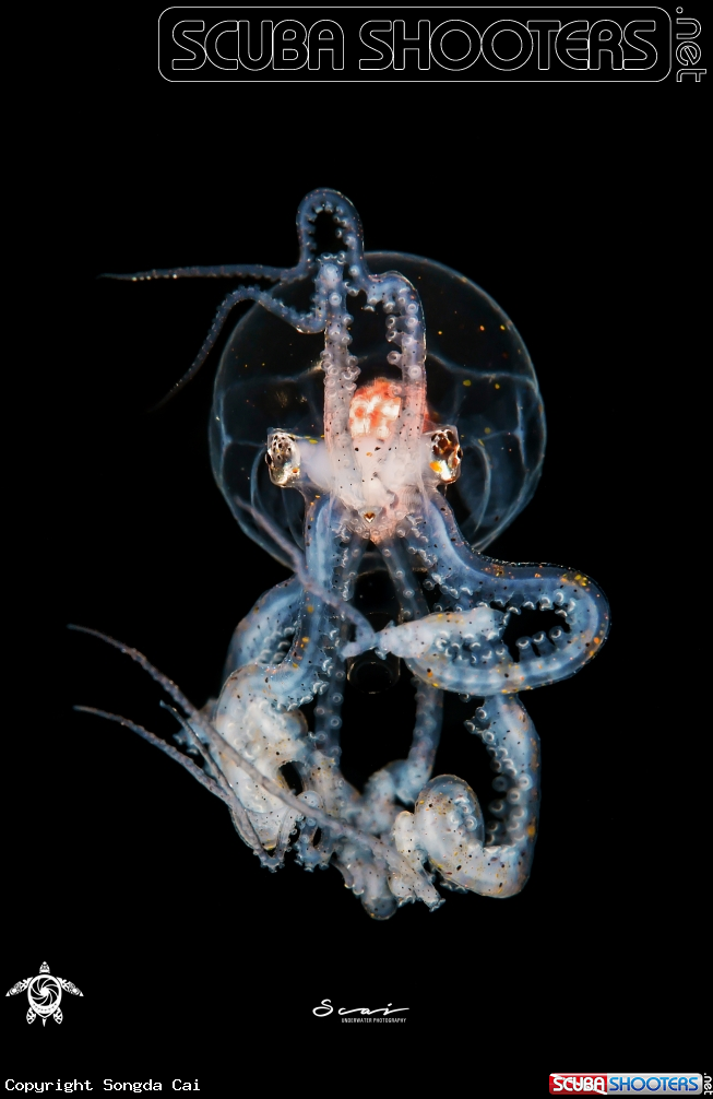 A Wonderpus Larva 