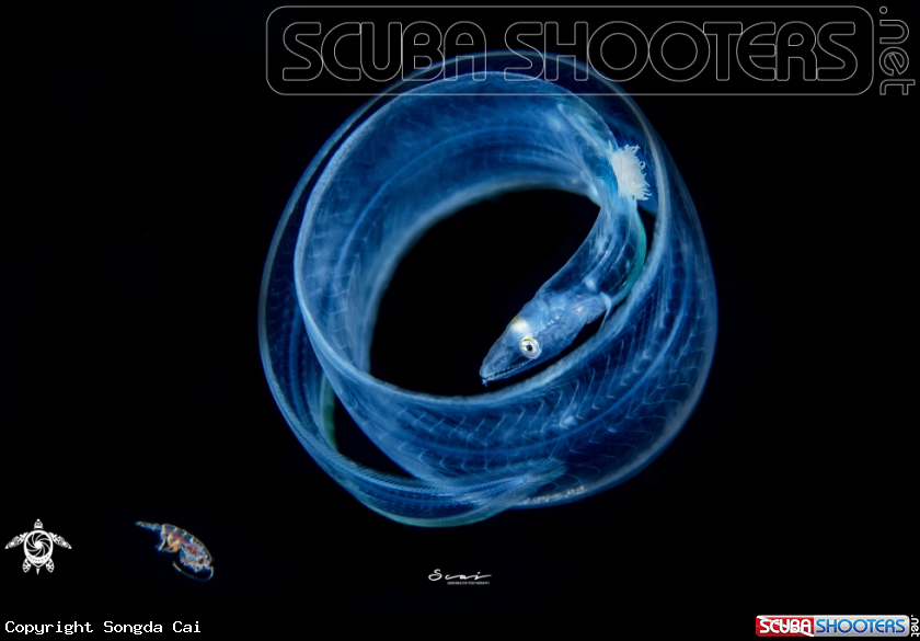 A Eel 