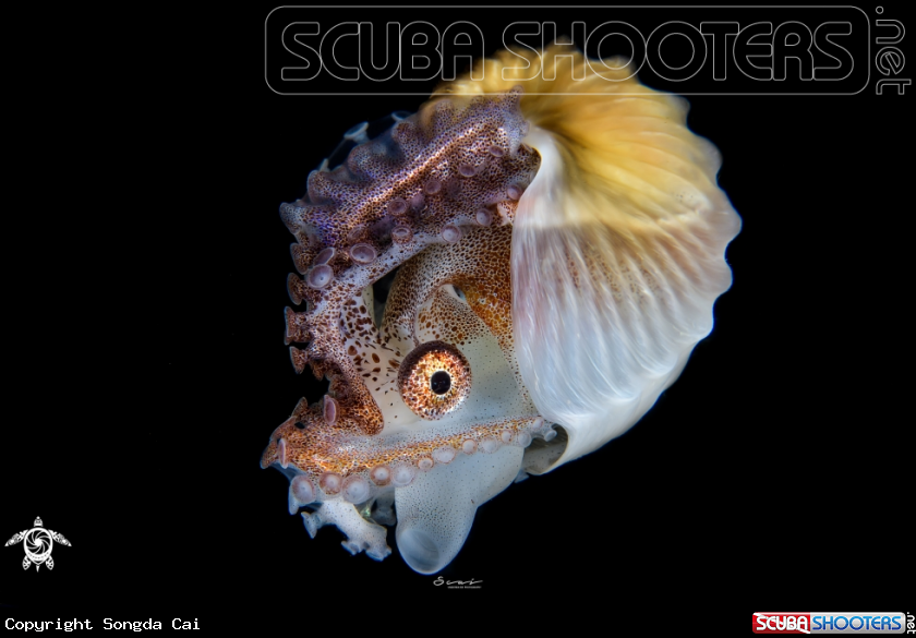 A Paper Nautilus