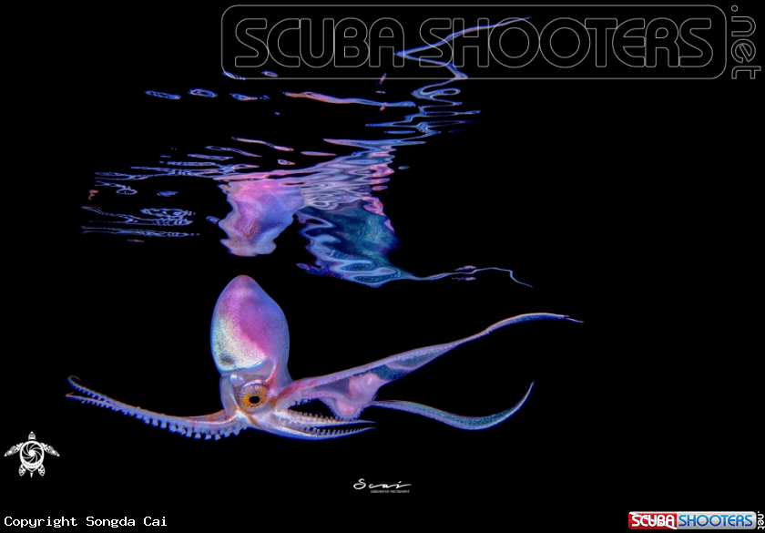 A Blanket Octopus
