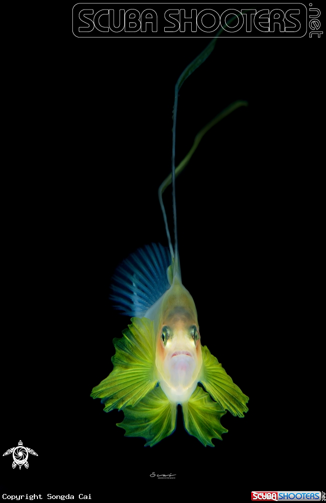 A Barred soapfish