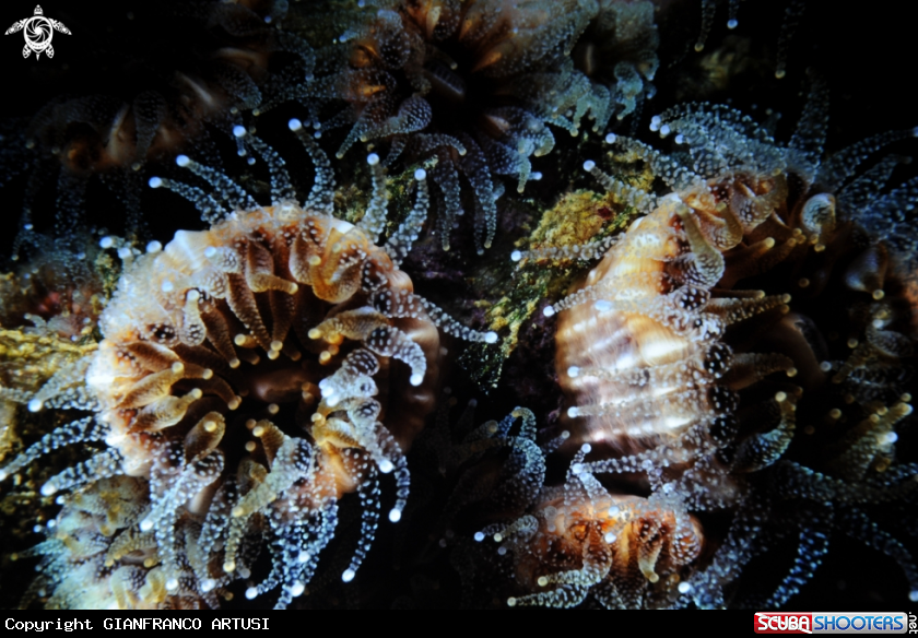 A underwater creature