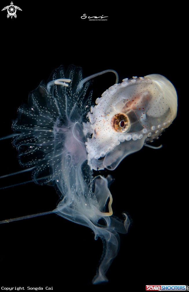 A Paper Nautilus