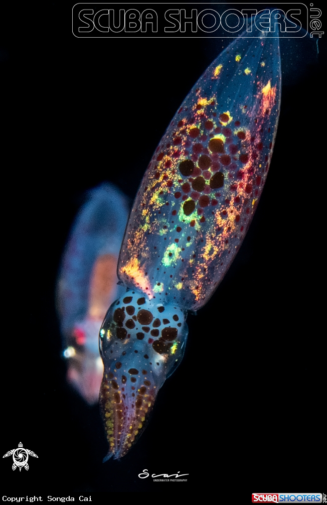 A Squid