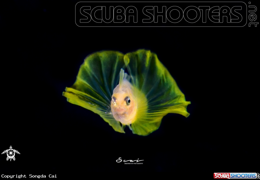 A Yellow Fish 