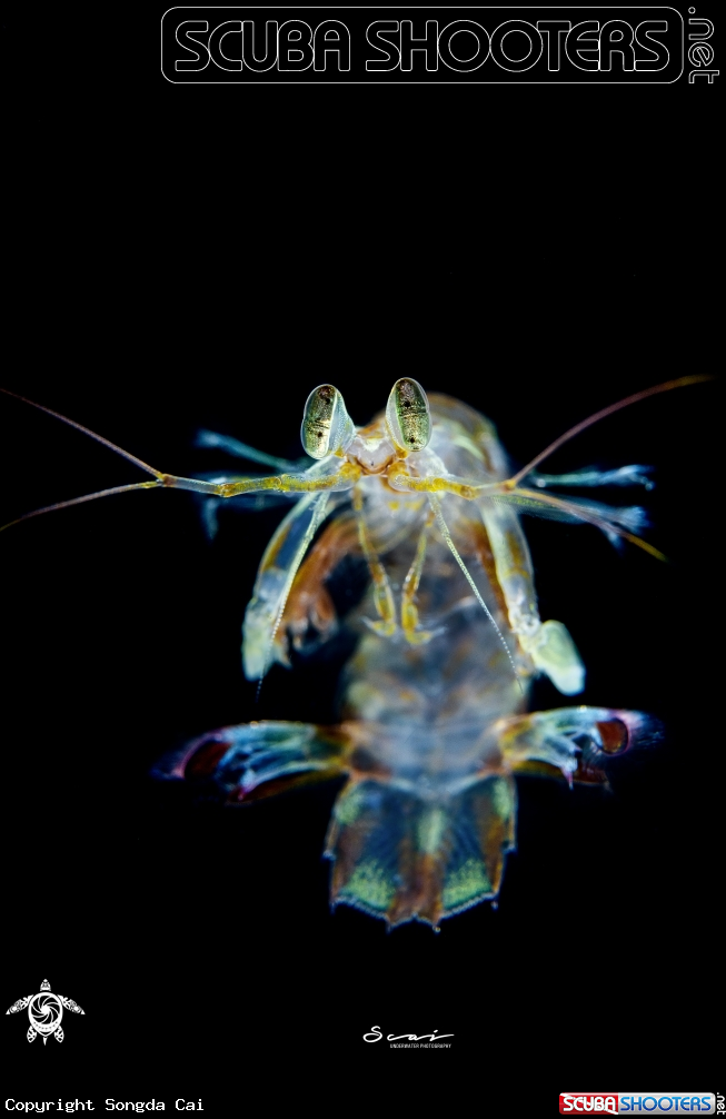A Sea Mantis 