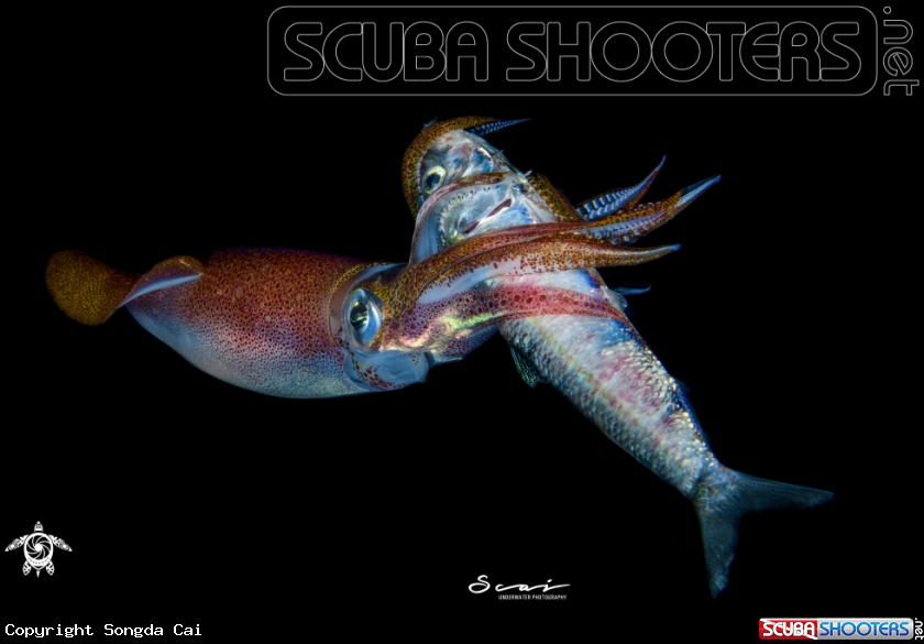 A Squid