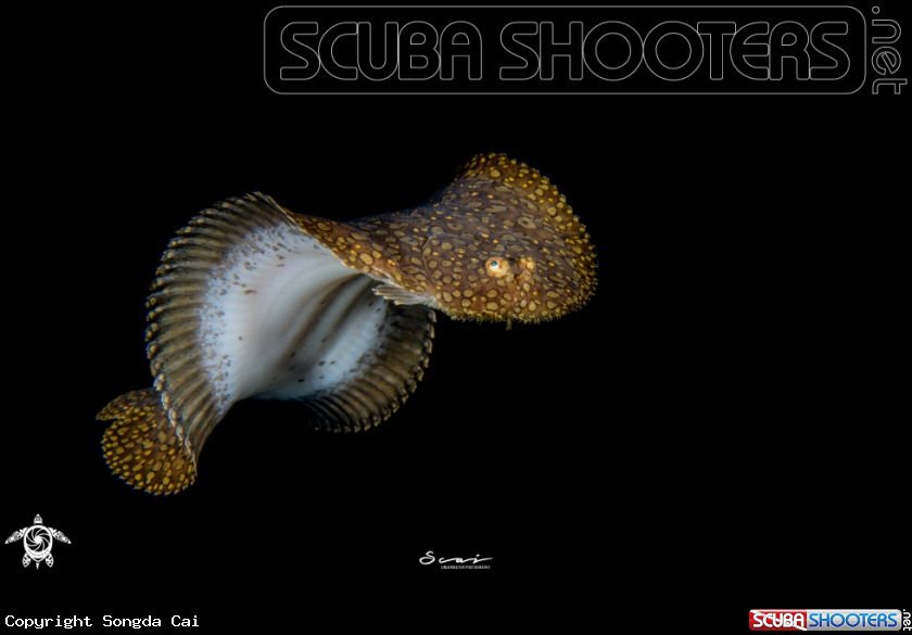 A Flounder