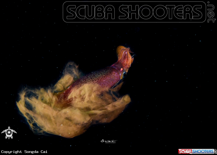 A Squid