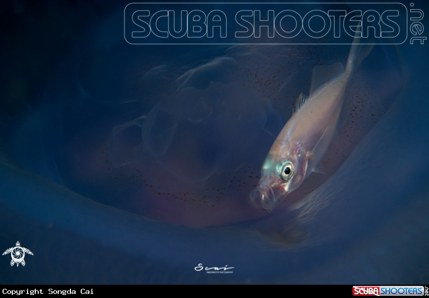 A Drift Fish 
