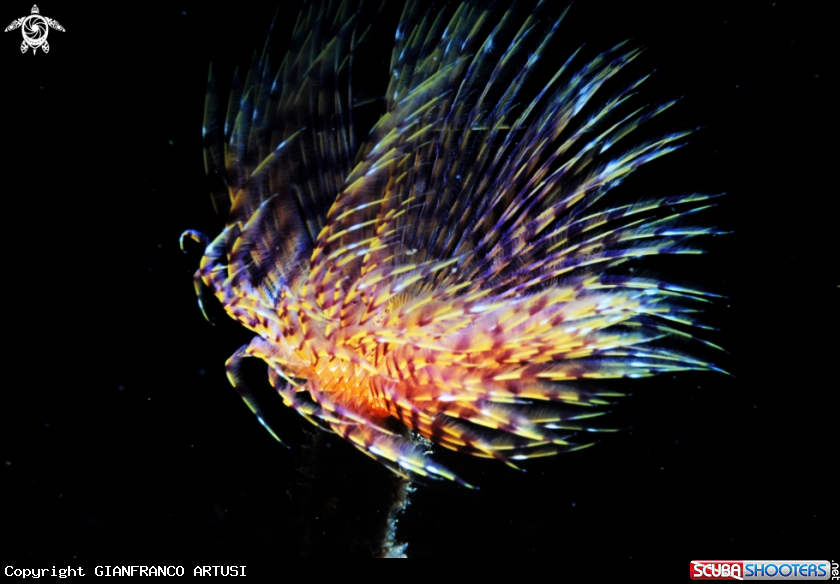A underwater creature