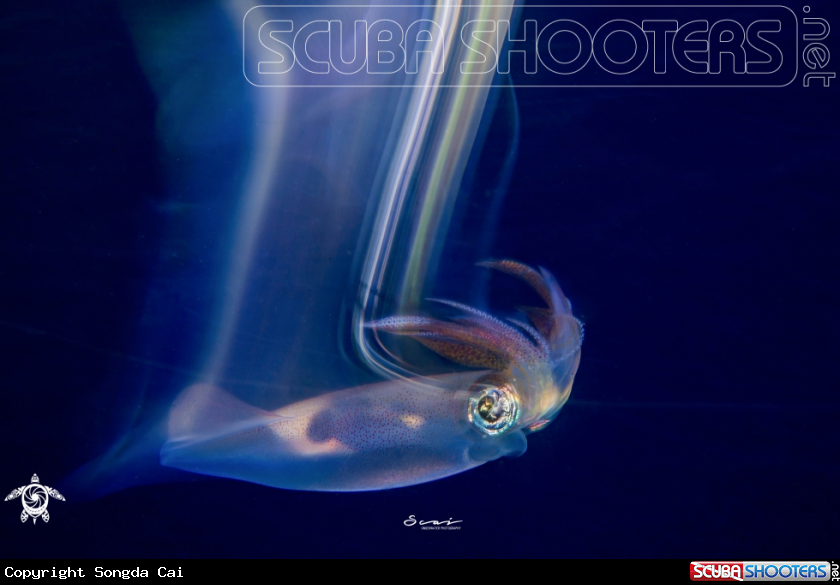 A Squid