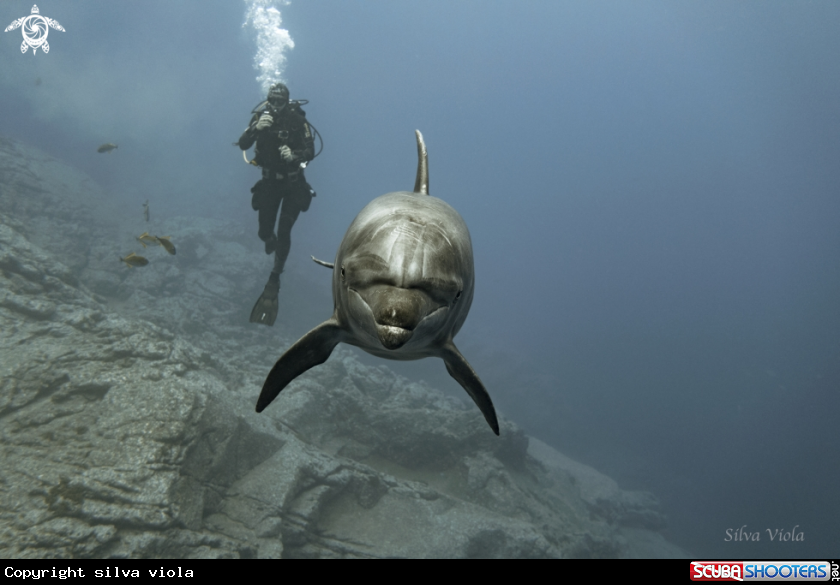 A Bottlenose Dolphin