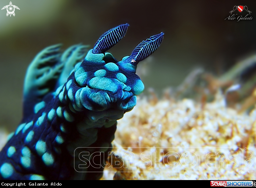 A Nudibranch