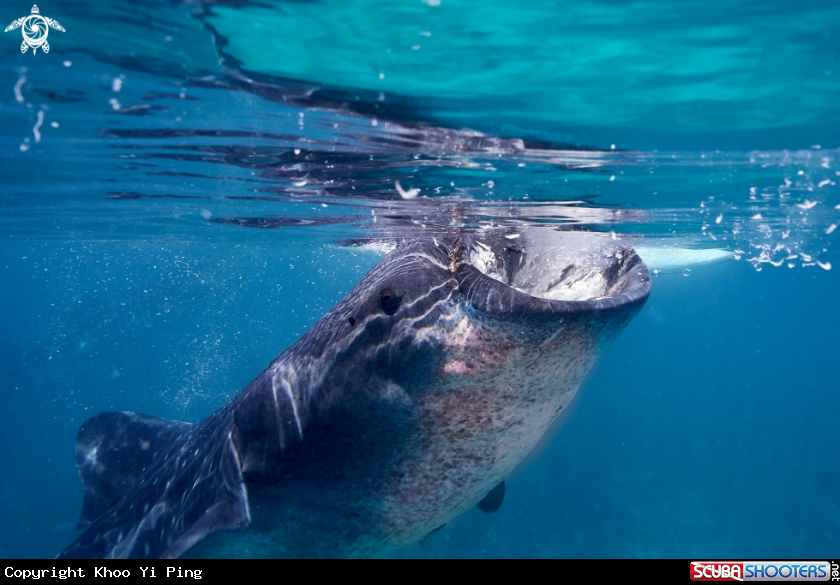 A Whaleshark